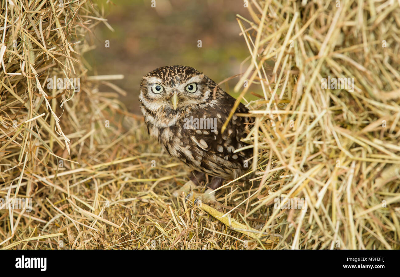 Little Owl, Athene noctua, perched in straw on farmland, England, UK.  Landscape.  Looking to the front. Little Owl is the species not the size. Stock Photo