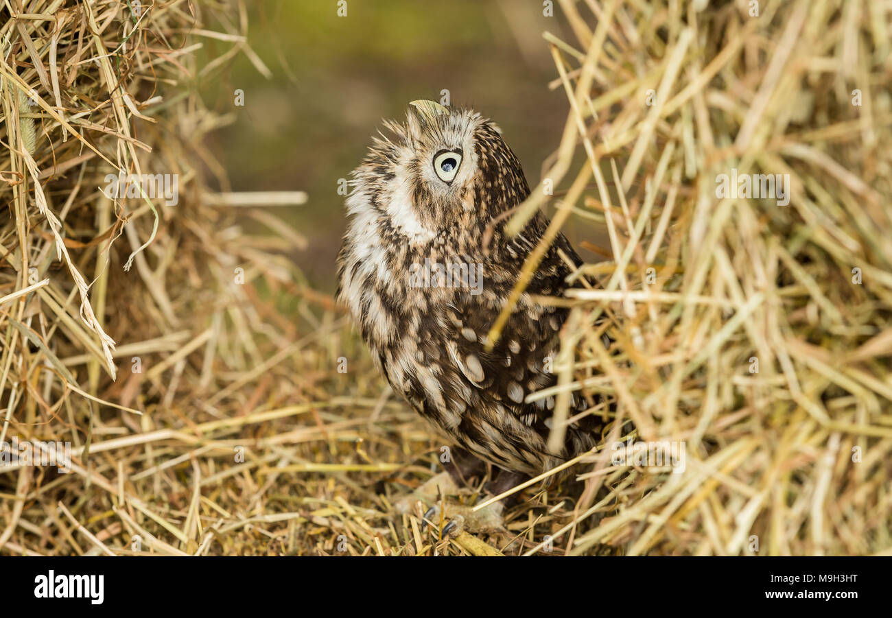 Little Owl, Athene noctua, perched in straw on farmland, England, UK.  Landscape.  Looking upwards. Little Owl is the species not the size. Stock Photo