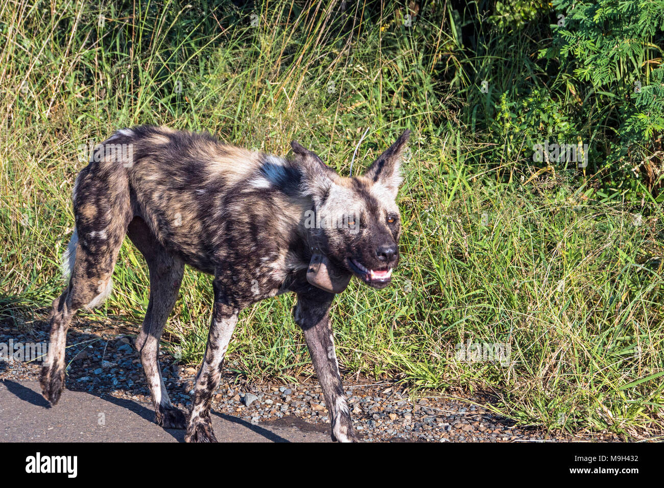 wildlife dog tracking systems