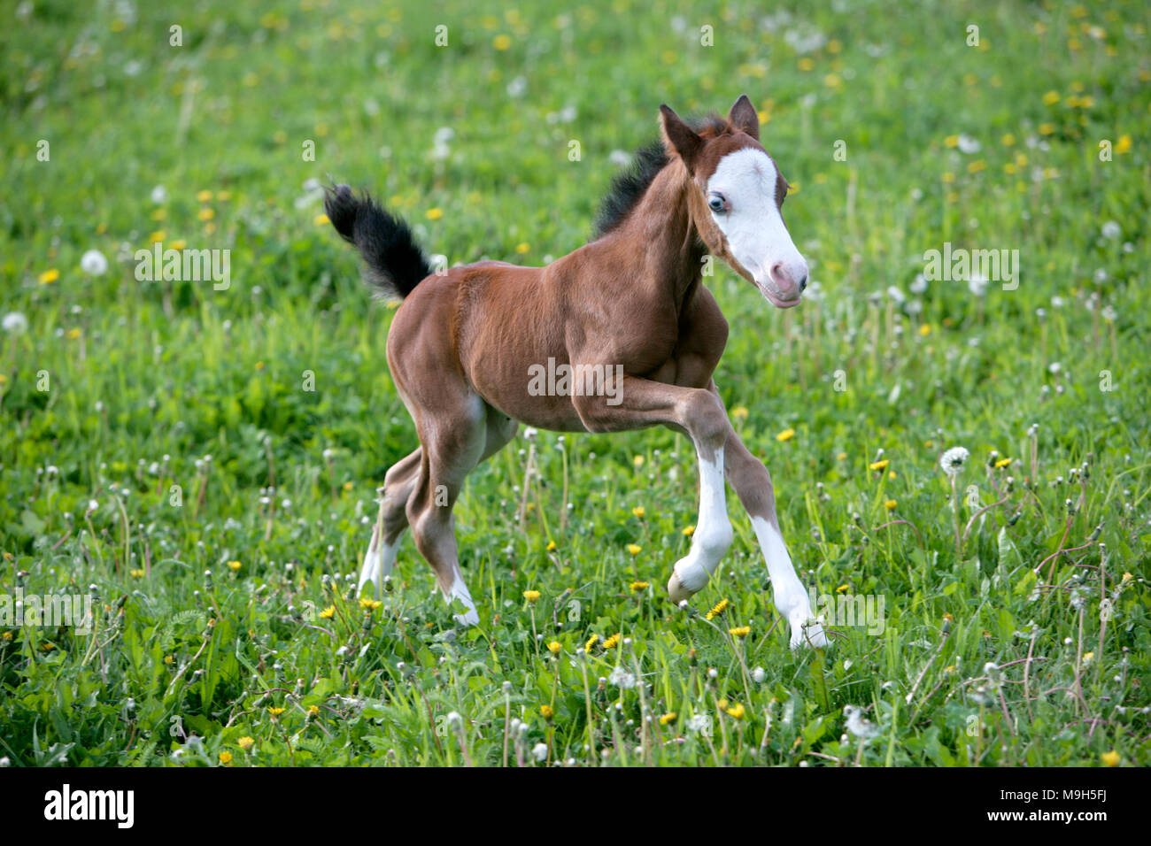 Cute week old Welsh Pony Foal galloping on spring meadow with fresh grass and yellow flowers. Stock Photo