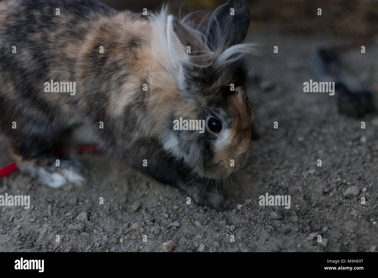 Cute dwarf rabbit digging a hole outdoors Stock Photo Alamy