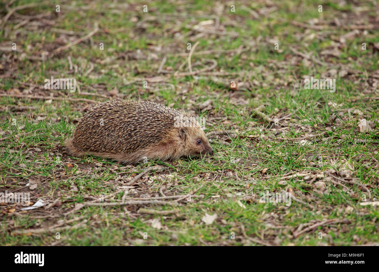 The European hedgehog, also known as the West European hedgehog or ...