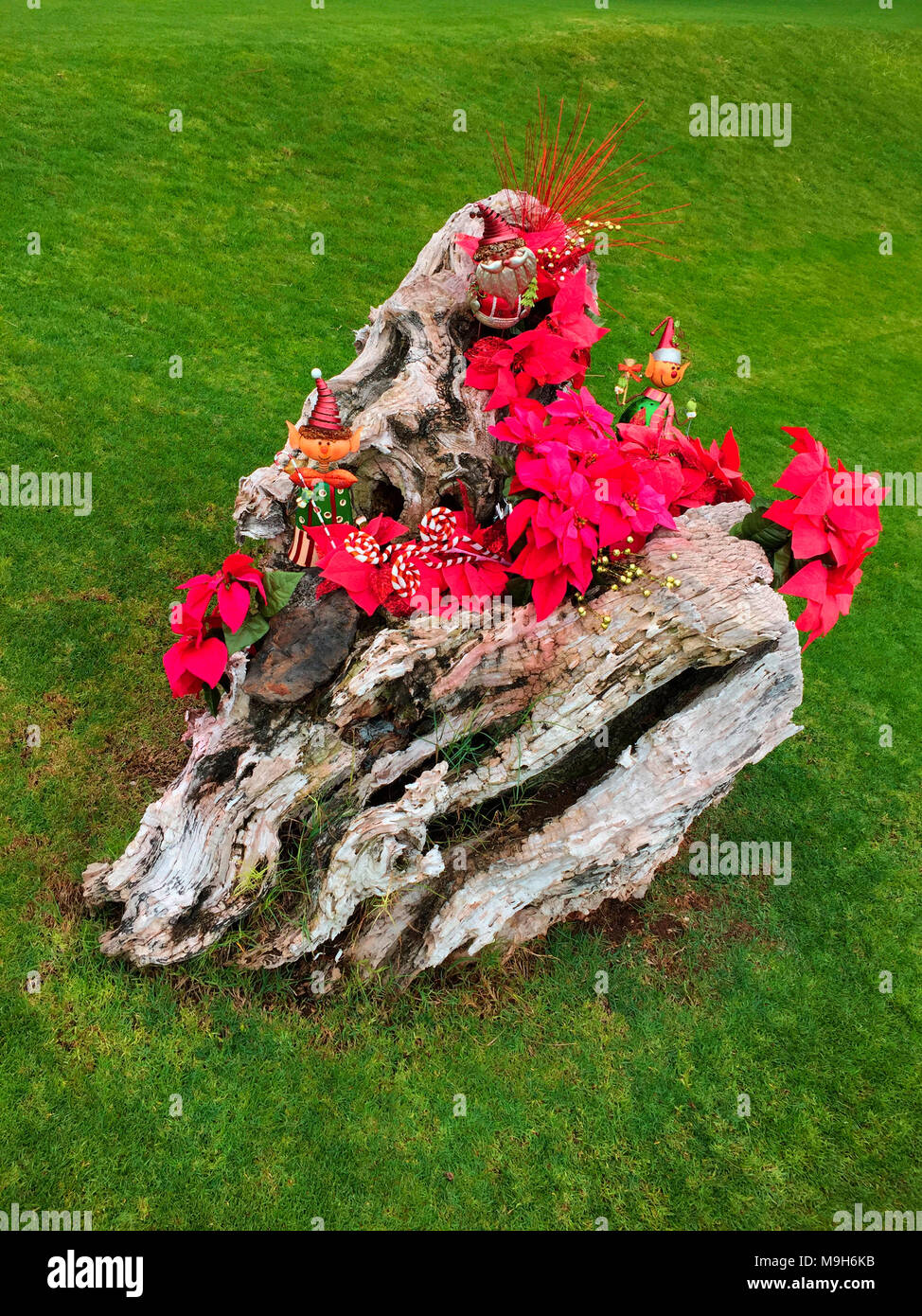 An Old Tree Stump Is The Base For Poinsettia Plants And Other
