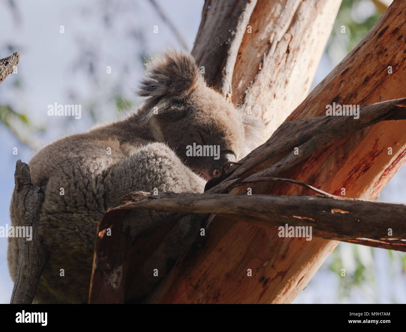 sleepy Koala on the tree Stock Photo