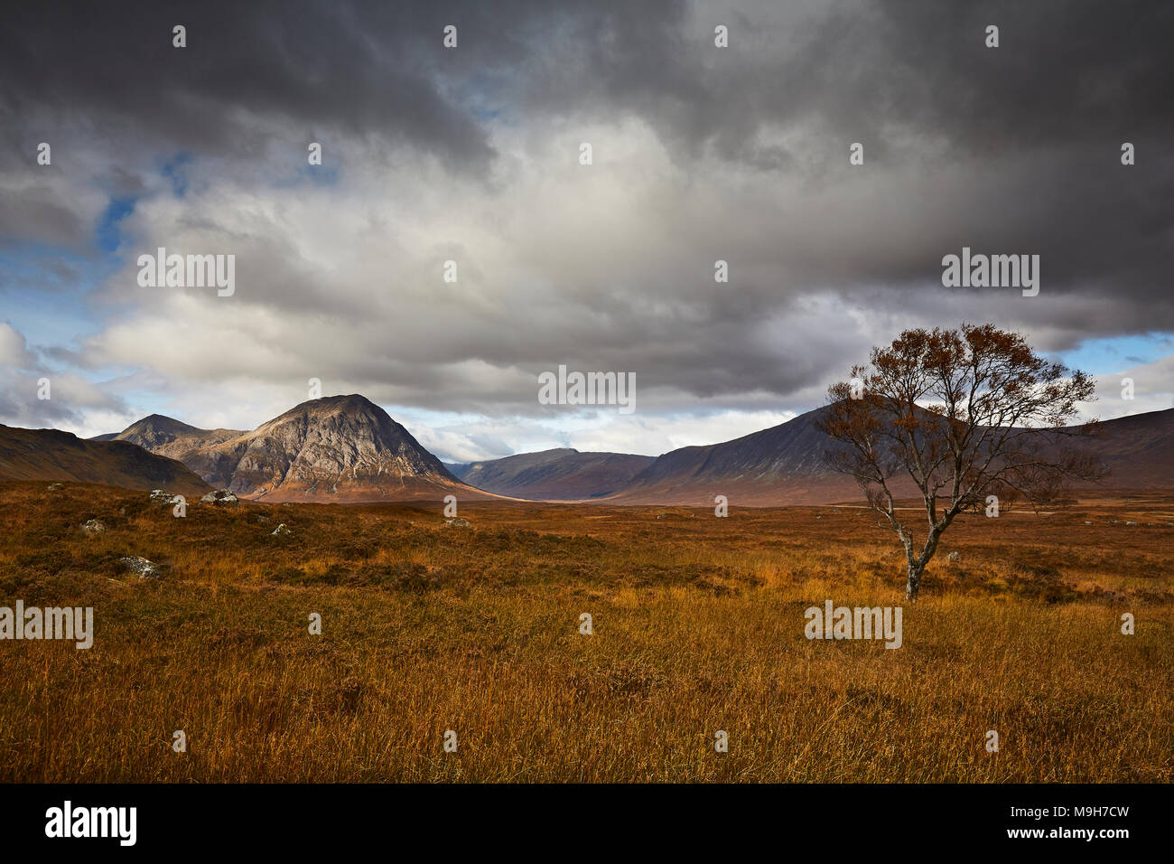 Storm clouds over Buachaille Etive Mor in the Great Moor of Rannoch with lone tree, Highlands, Scotland, UK Stock Photo