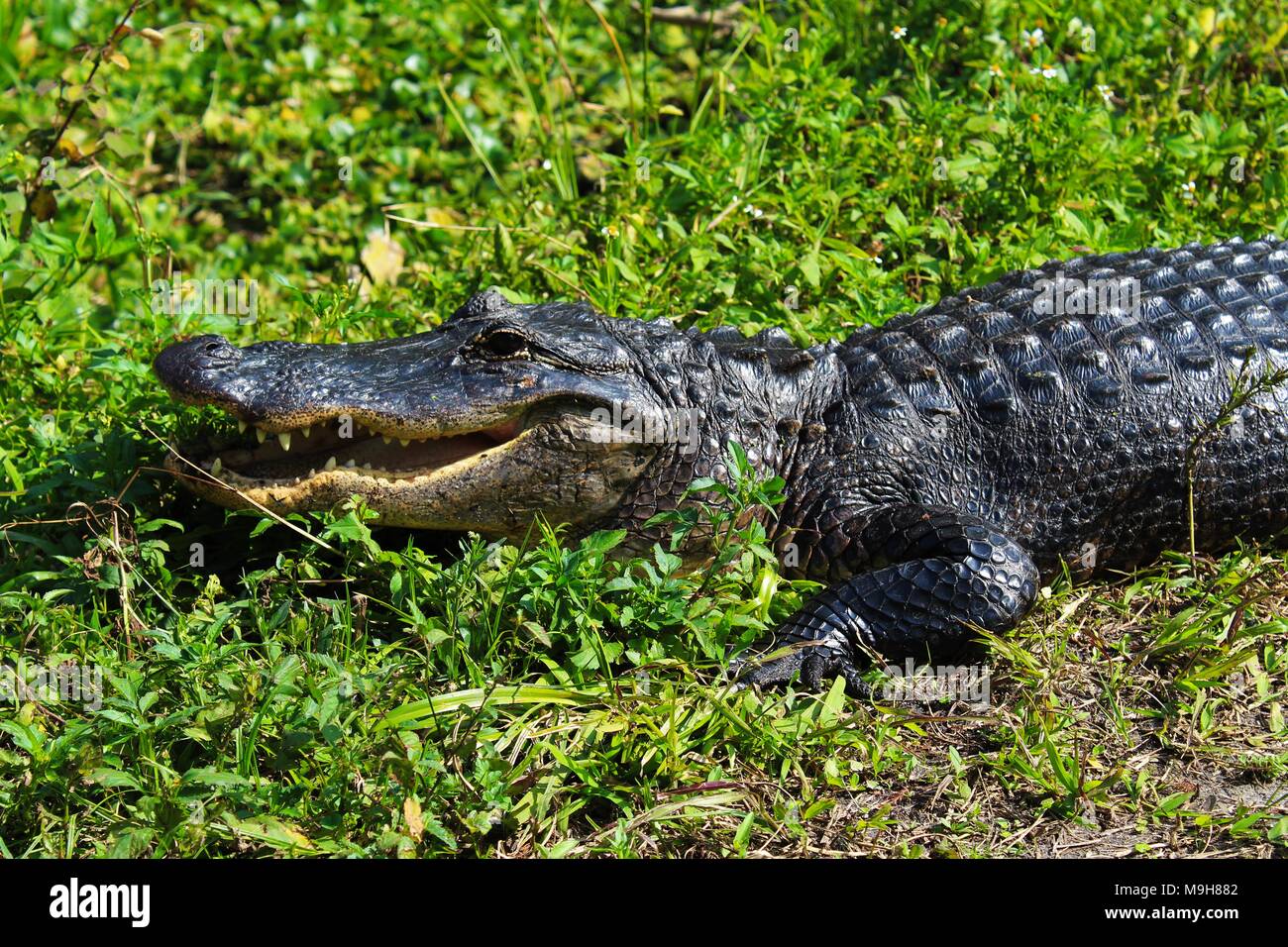 Crocodile sitting on the banks of the river. Stock Photo