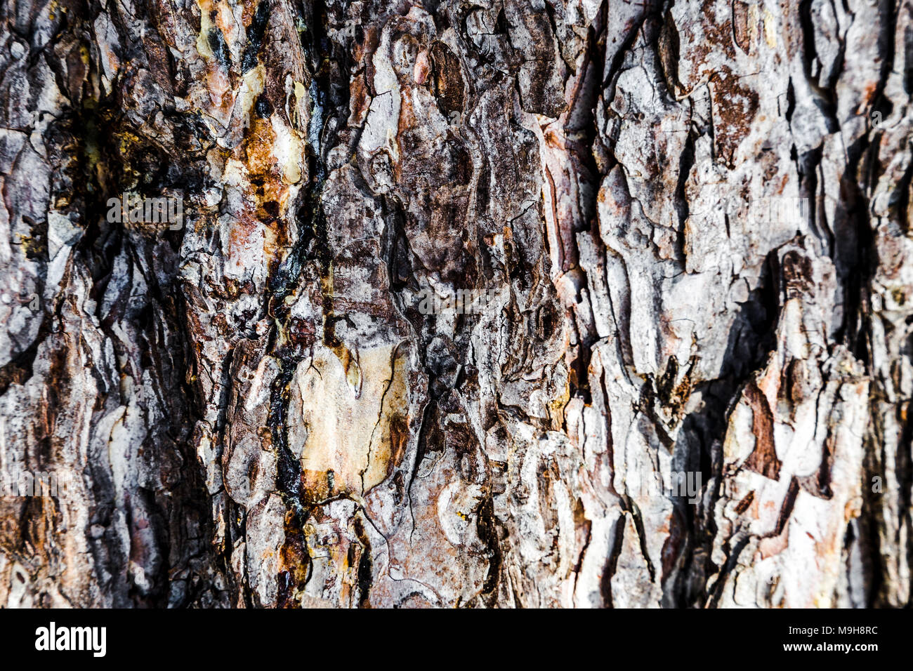 trunk of pine, background image, close-up Stock Photo