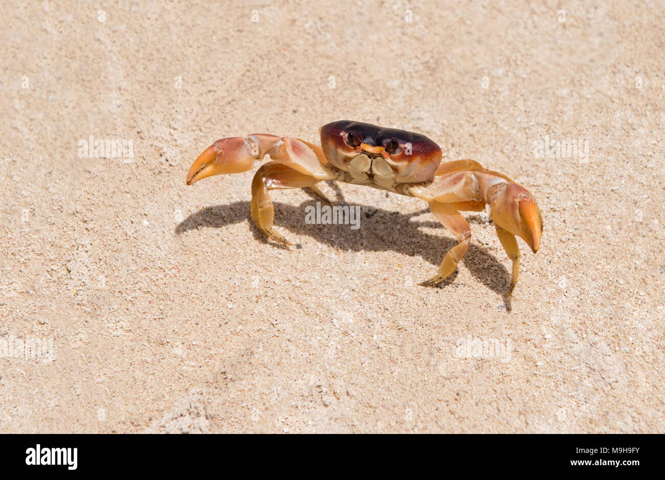 Dominican crab hi-res stock photography and images - Alamy