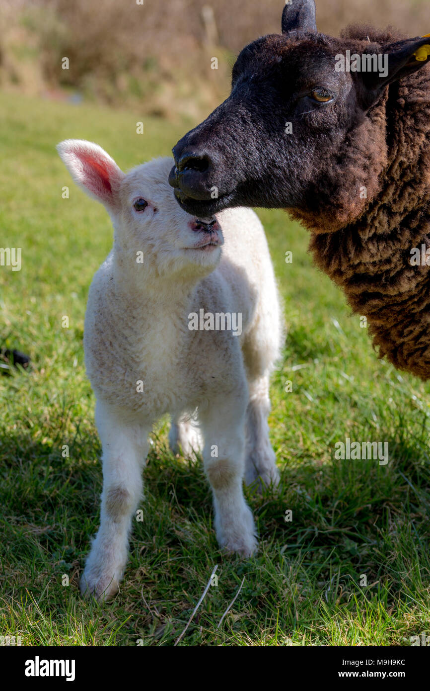 Baby lamb hires stock photography and images Alamy