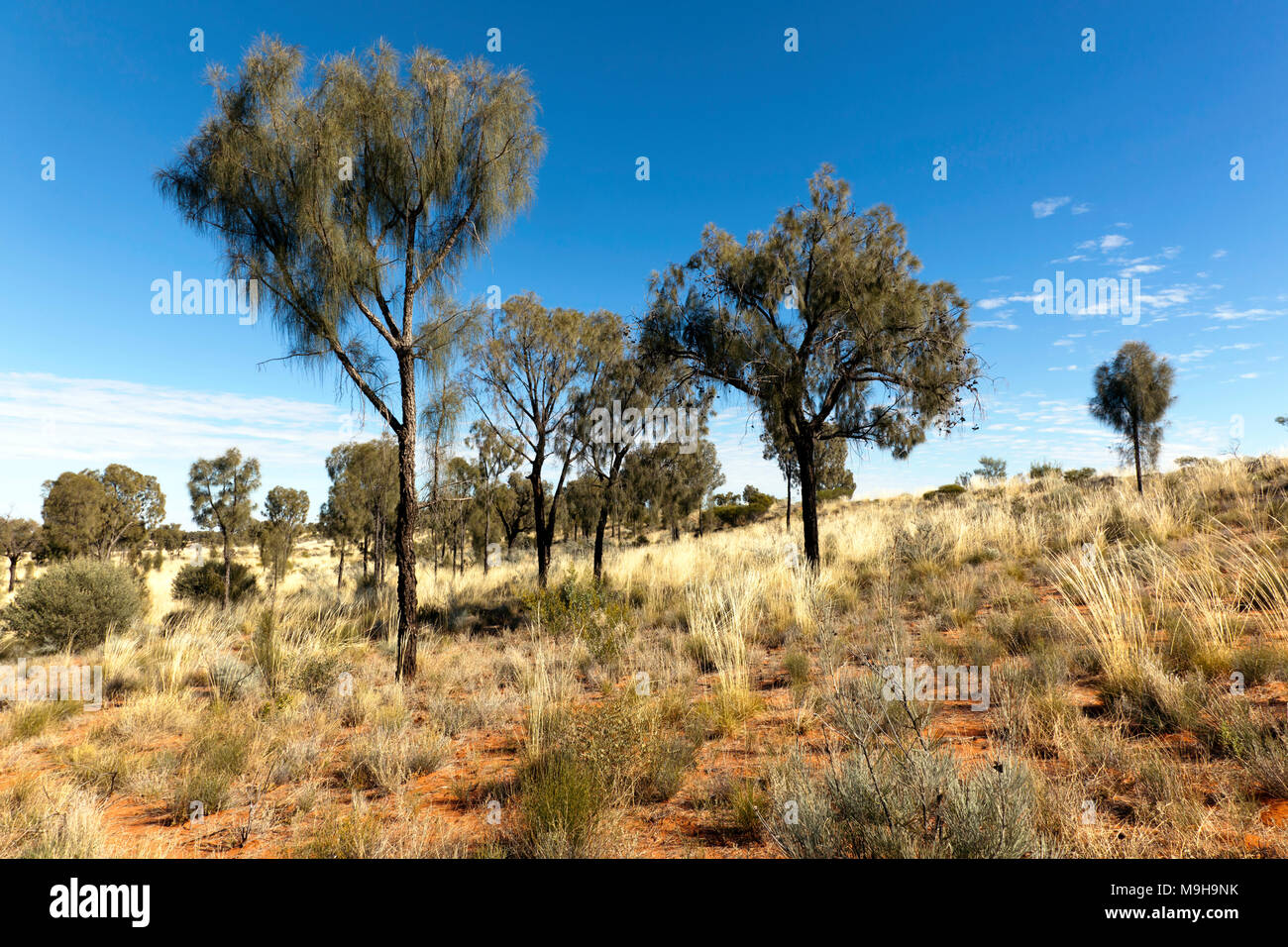 View of the desert flora, in the Uluṟu-Kata Tjuṯa National Park, Northern Territory, Australia Stock Photo