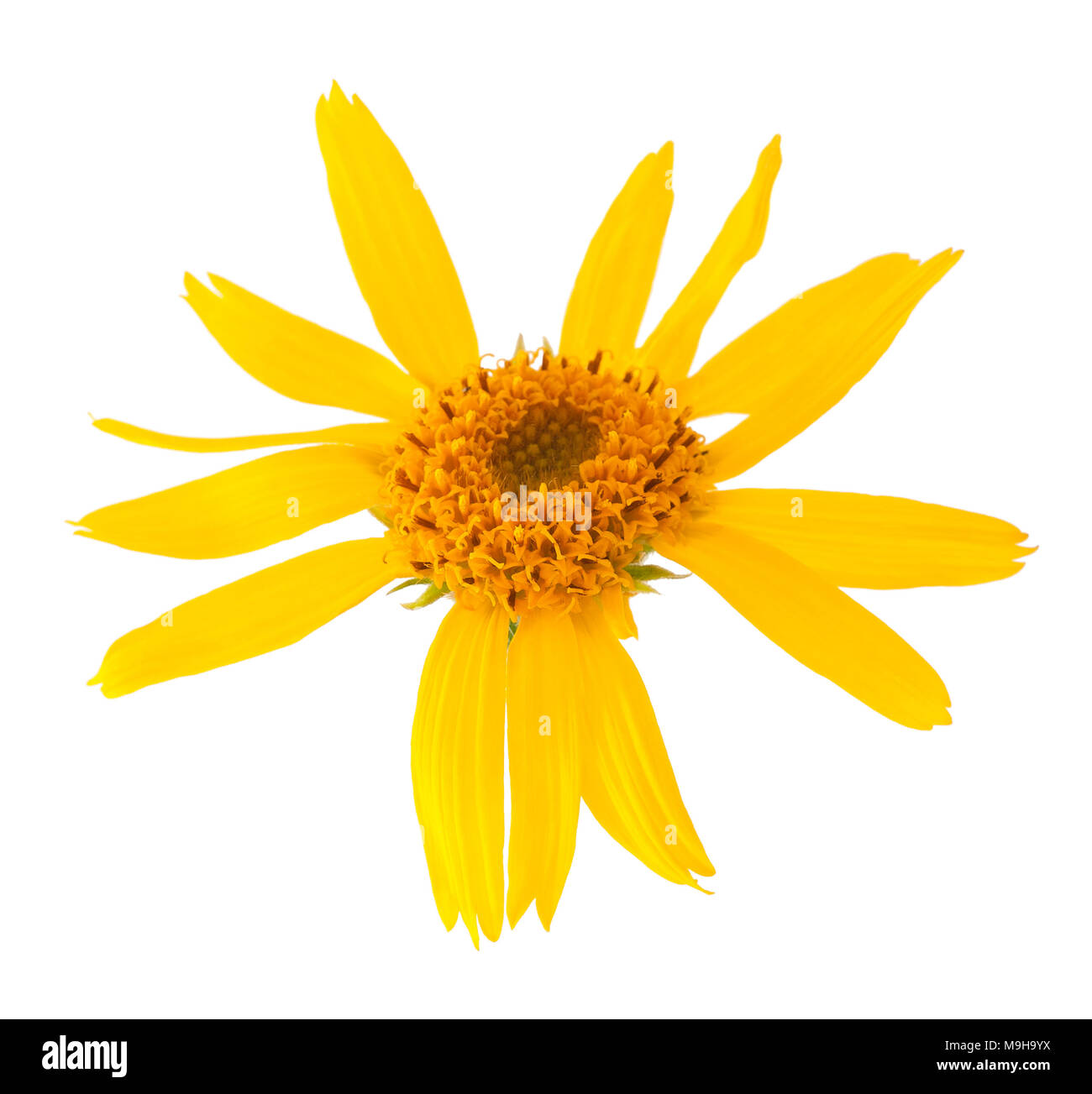 Arnica montana flower head isolated on white background Stock Photo