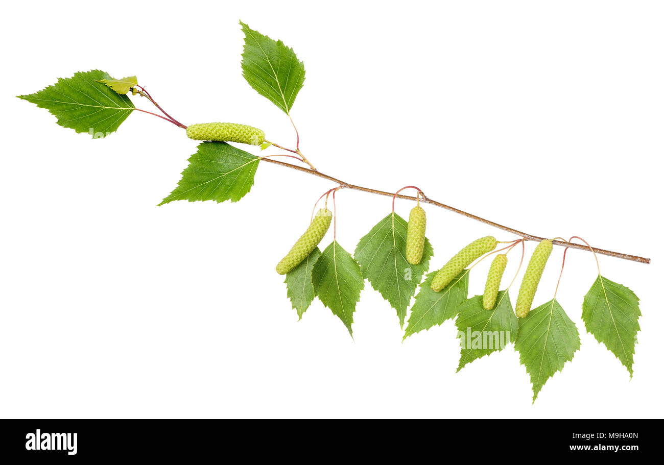 Birch branch with catkins isolated on white. Stock Photo