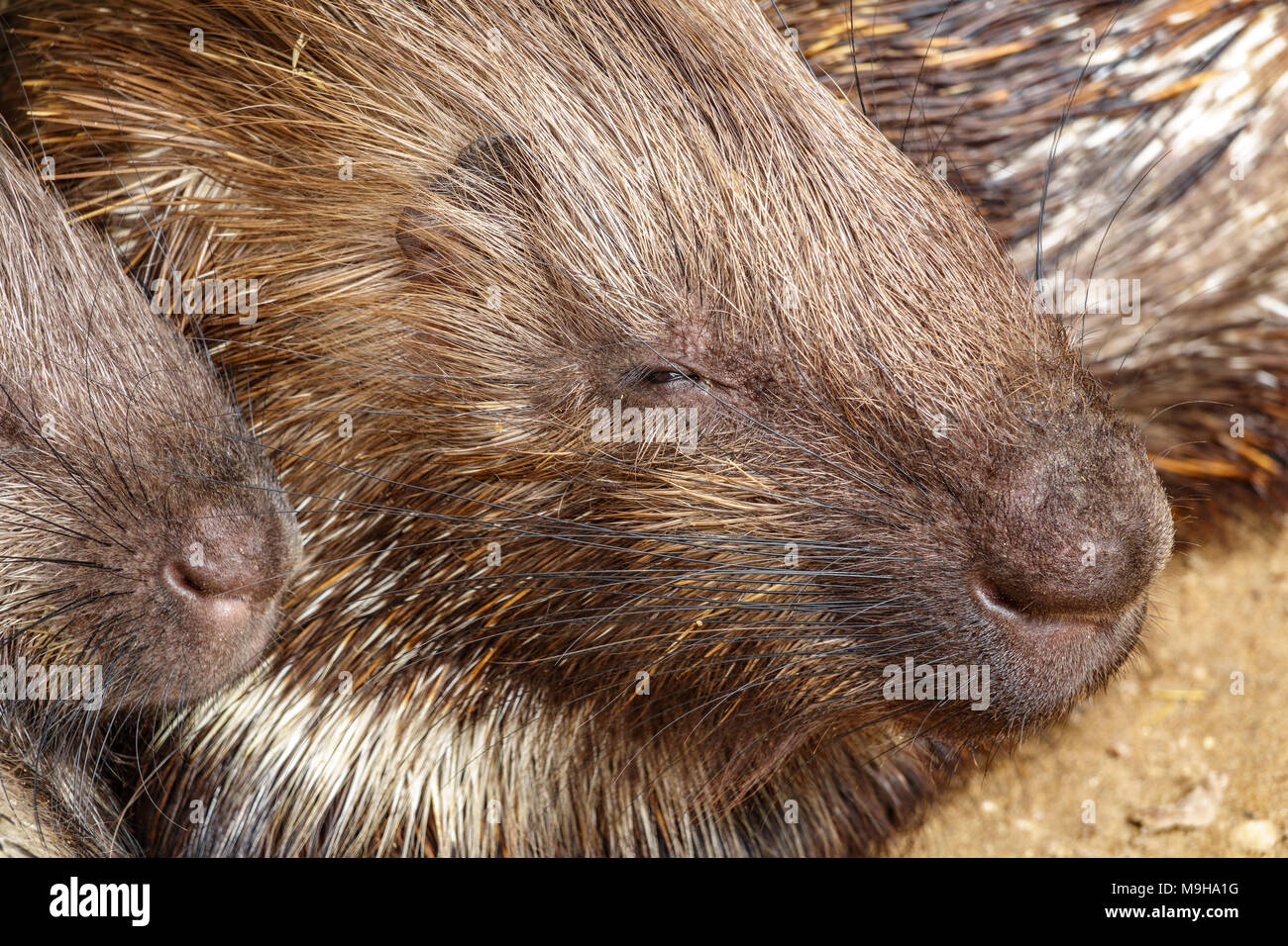 Profile of porcupine sleeping Stock Photo Alamy