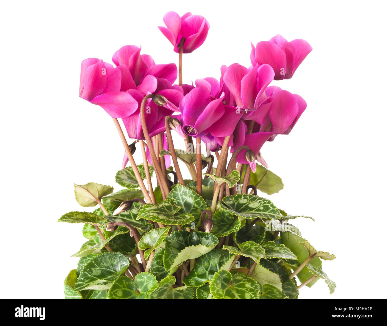 cyclamen plant  with flowers  isolated on white Stock Photo