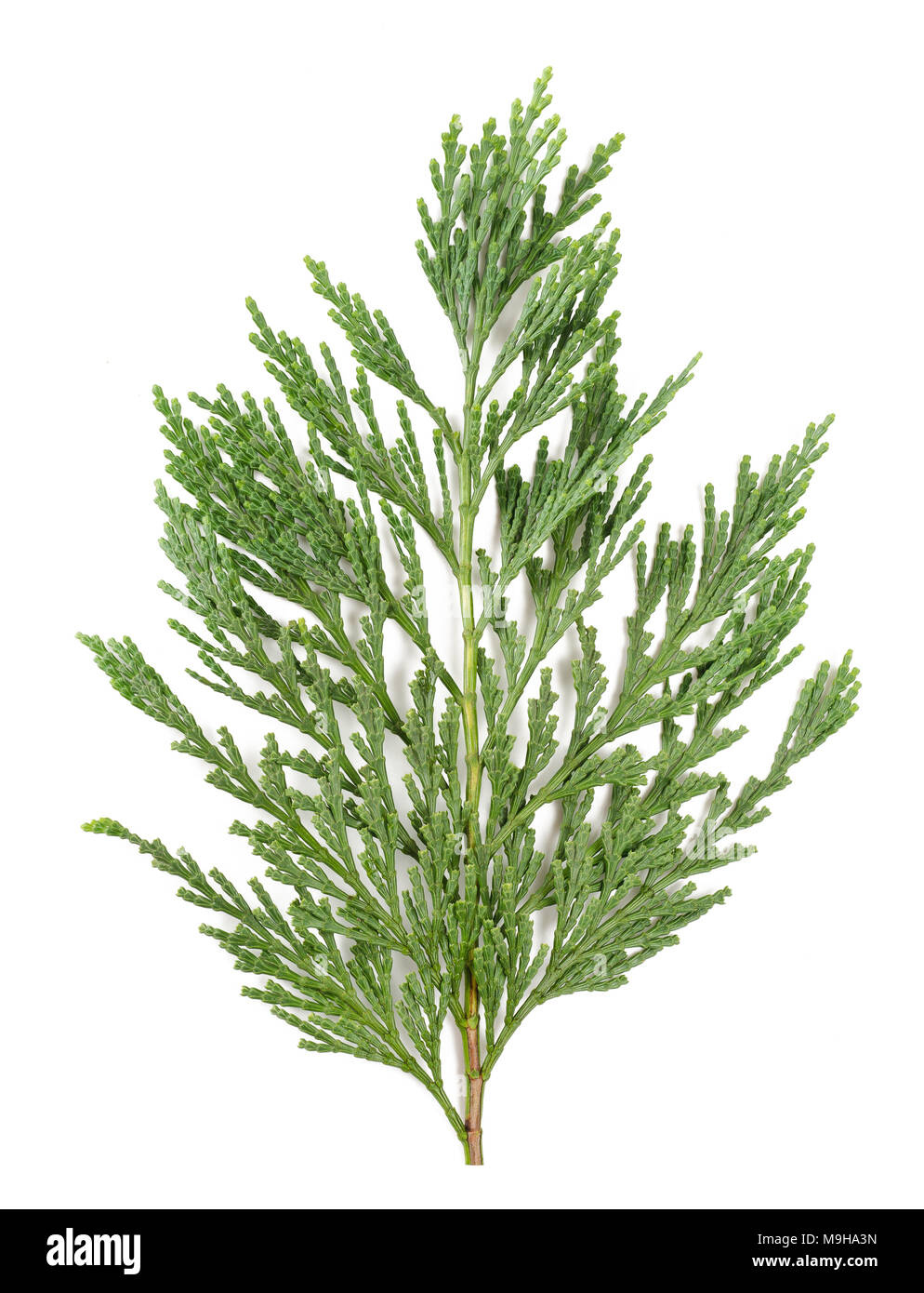 Cypress branch isolated on white background Stock Photo