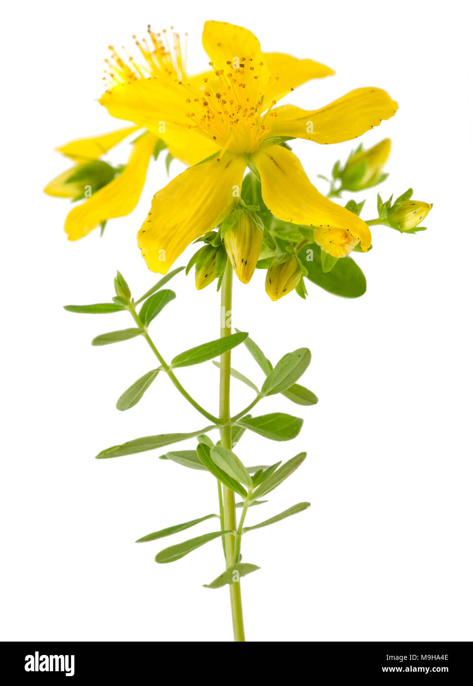 St. John's wort (Hypericum perforatum) flowers Stock Photo Alamy
