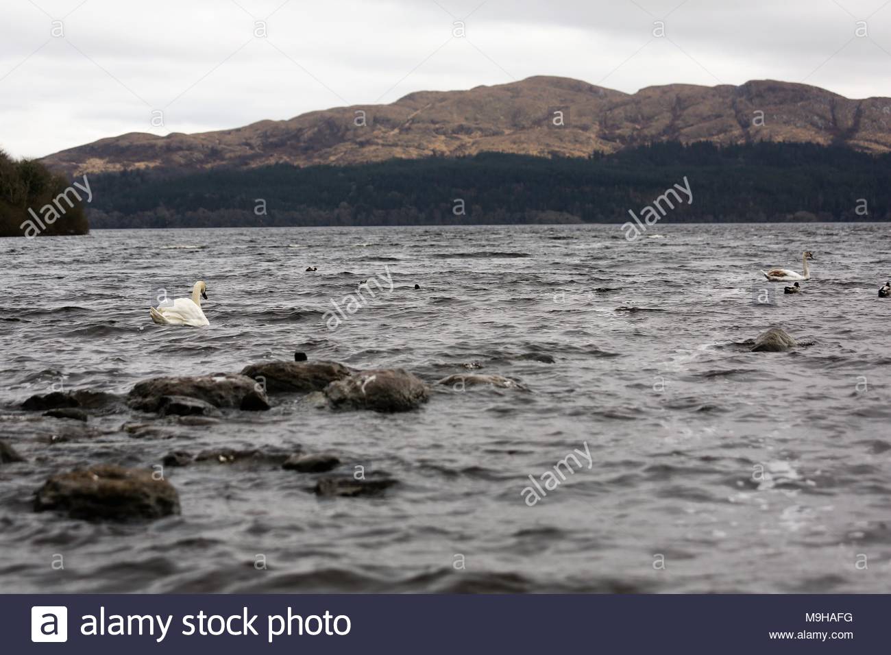 A white swan swims Lough Gill  near Yeats's beloved Hazelwood as winds rise and another spell of bad winter weather returns Stock Photo