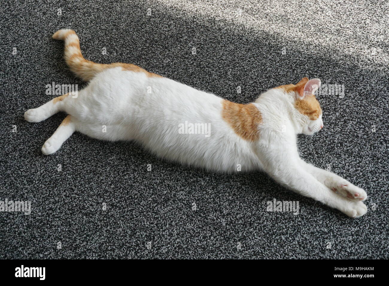 White and ginger cat hi-res stock photography and images - Alamy White And Ginger Cat Hi-Res Stock Photography And Images - Alamy