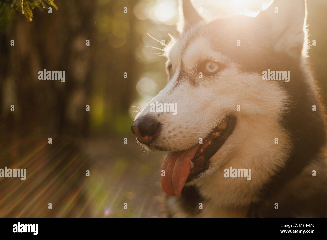 Portrait of a Husky closeup sun Stock Photo