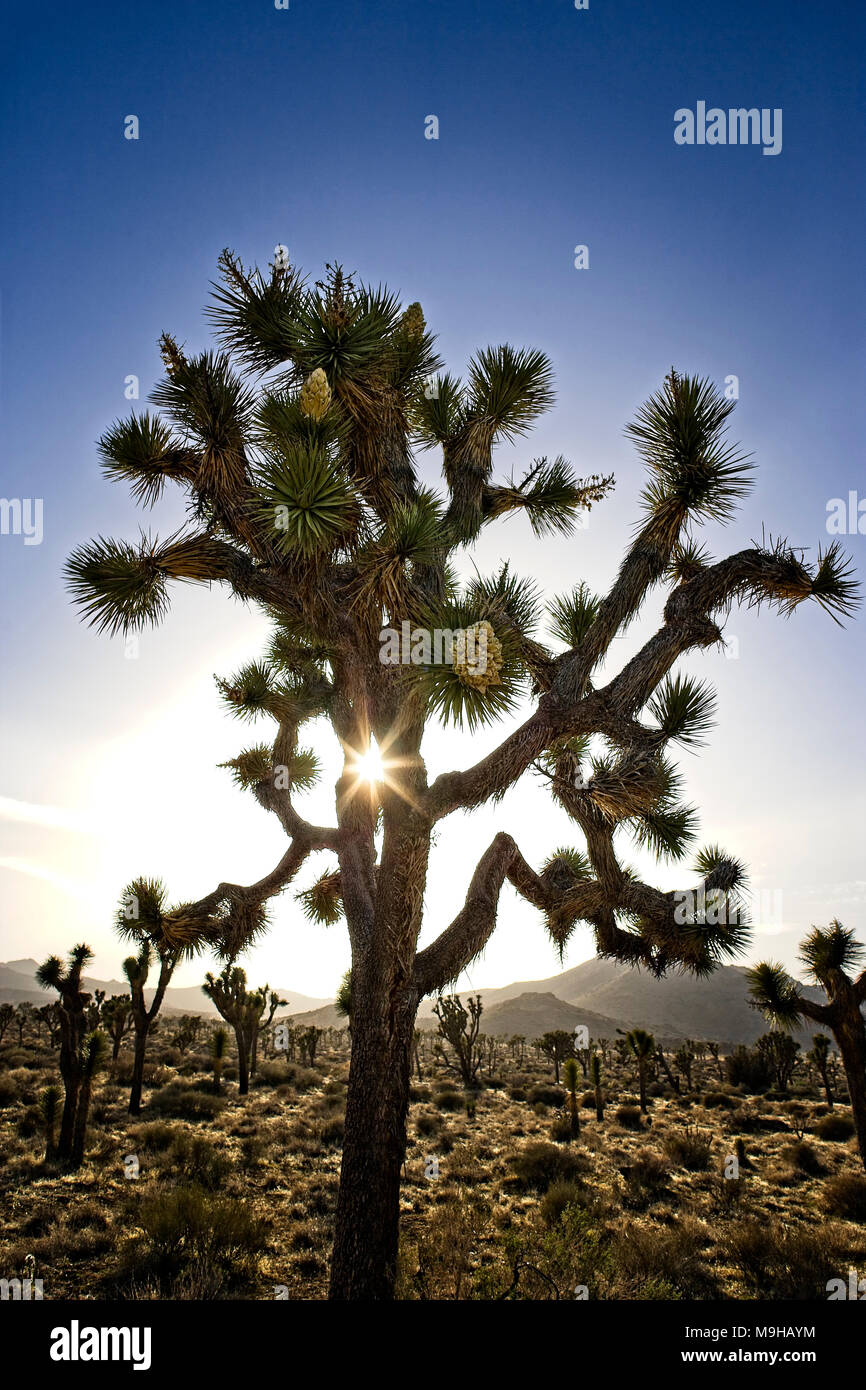 Single Joshua tree at sunset in the desert landscape found in Joshua Tree National Park in Southern California's Mojave Desert Stock Photo
