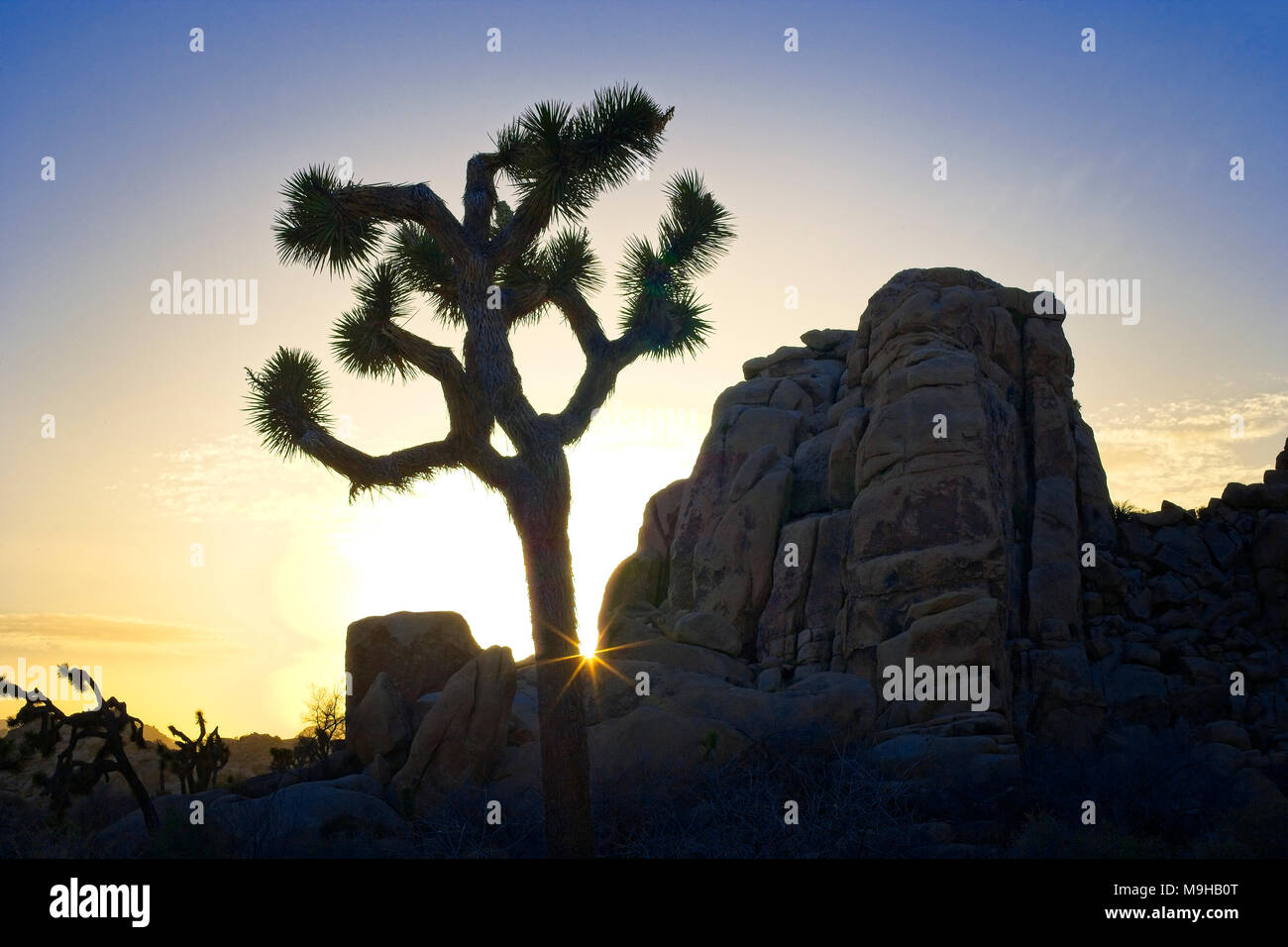 Single Joshua tree at sunset in the desert landscape found in Joshua Tree National Park in Southern California's Mojave Desert Stock Photo