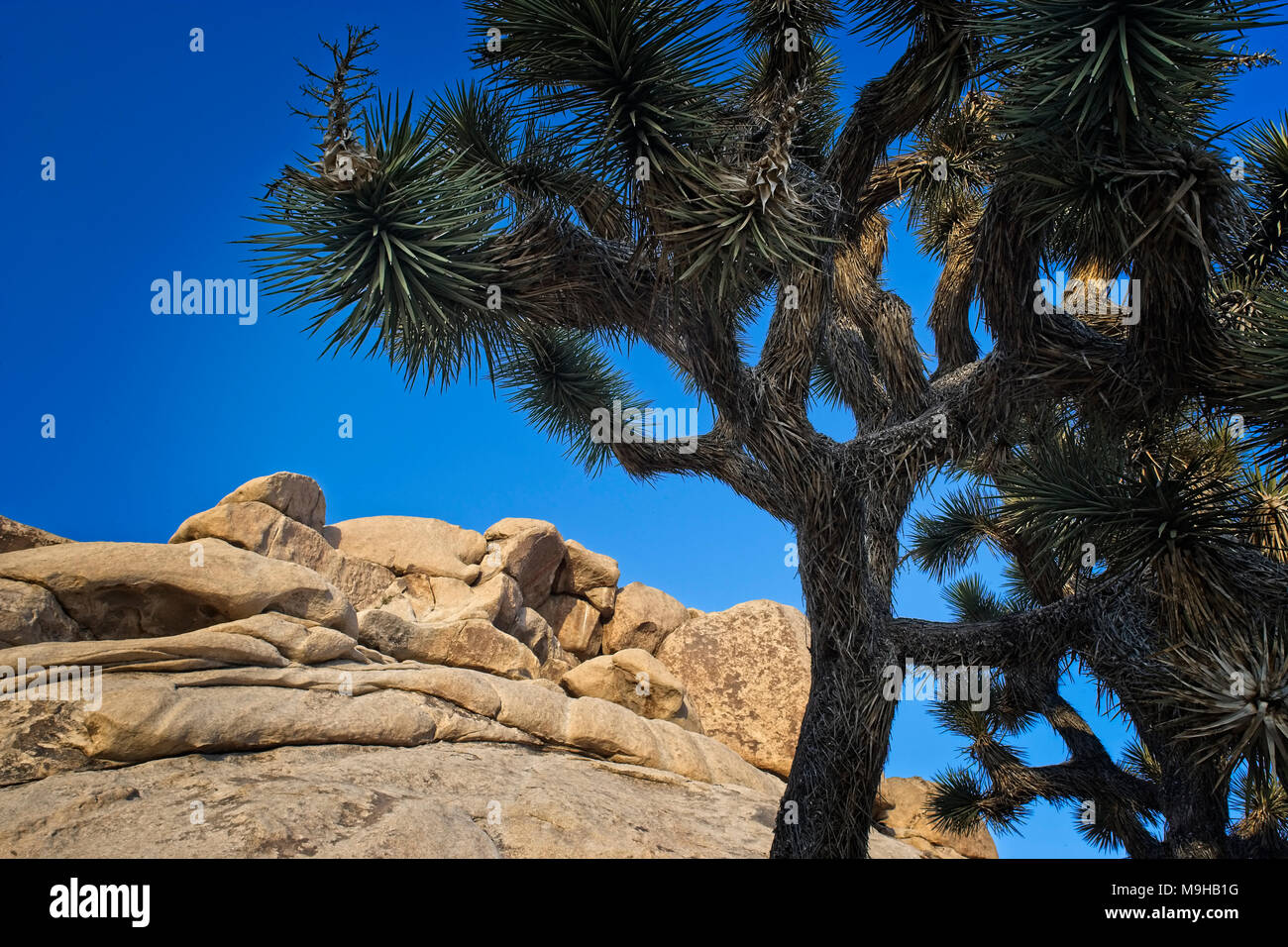 Single Joshua tree is dwarfed by the rock formations in Joshua tree national Park in Southern California’s Mojave Desert Stock Photo