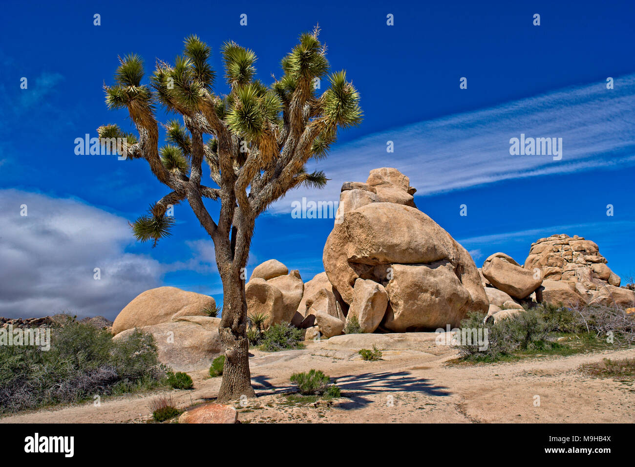 a Single Joshua tree next to Monzogranite rock formations in Joshua Tree National Park in Southern California's Mojave Desert Stock Photo