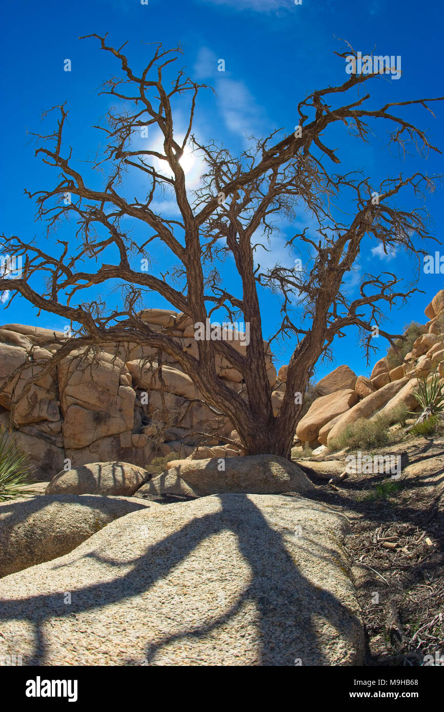 Desert landscape photographed in Joshua Tree National Park in Southern California's Mojave desert with a fisheye lens Stock Photo