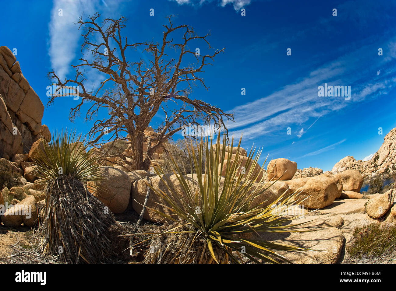 Desert landscape photographed in Joshua Tree National Park in Southern California's Mojave desert with a fisheye lens Stock Photo