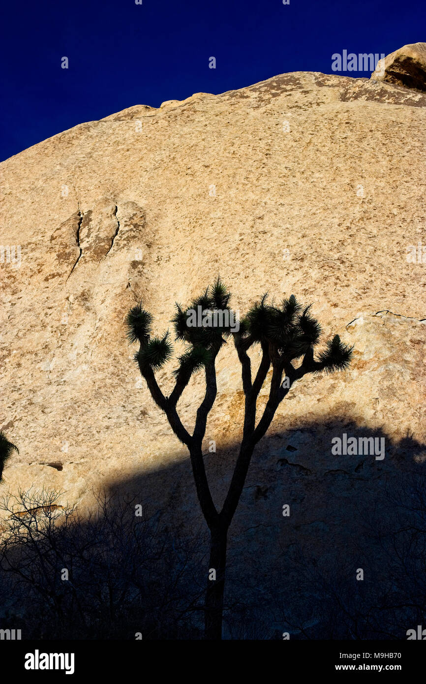 a single Joshua Tree against huge monzogranite rock outcroppings in Joshua tree national Park in the Mojave desert of southern California Stock Photo