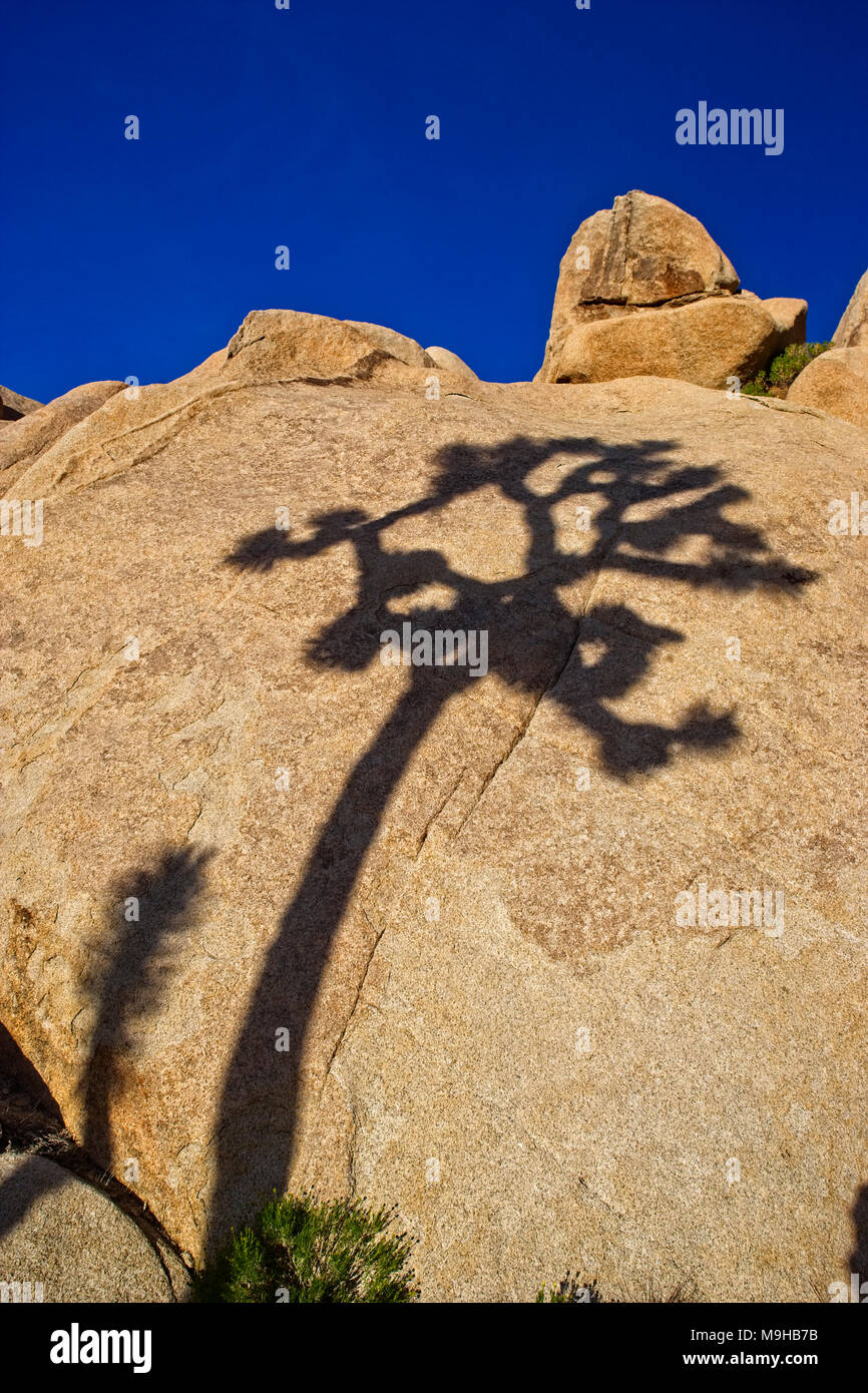 The shadow of a single Joshua Tree against huge monzogranite rock outcroppings in Joshua tree national Park in the Mojave desert of southern Californi Stock Photo