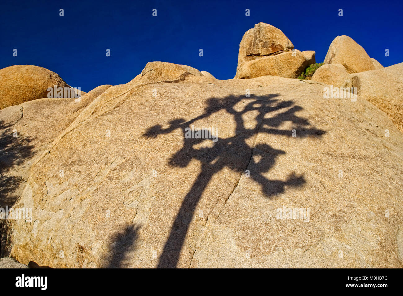 The shadow of a single Joshua Tree against huge monzogranite rock outcroppings in Joshua tree national Park in the Mojave desert of southern Californi Stock Photo