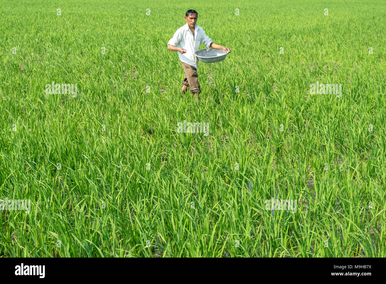 Farmer during peak season before harvesting sprinkling fertilizer in