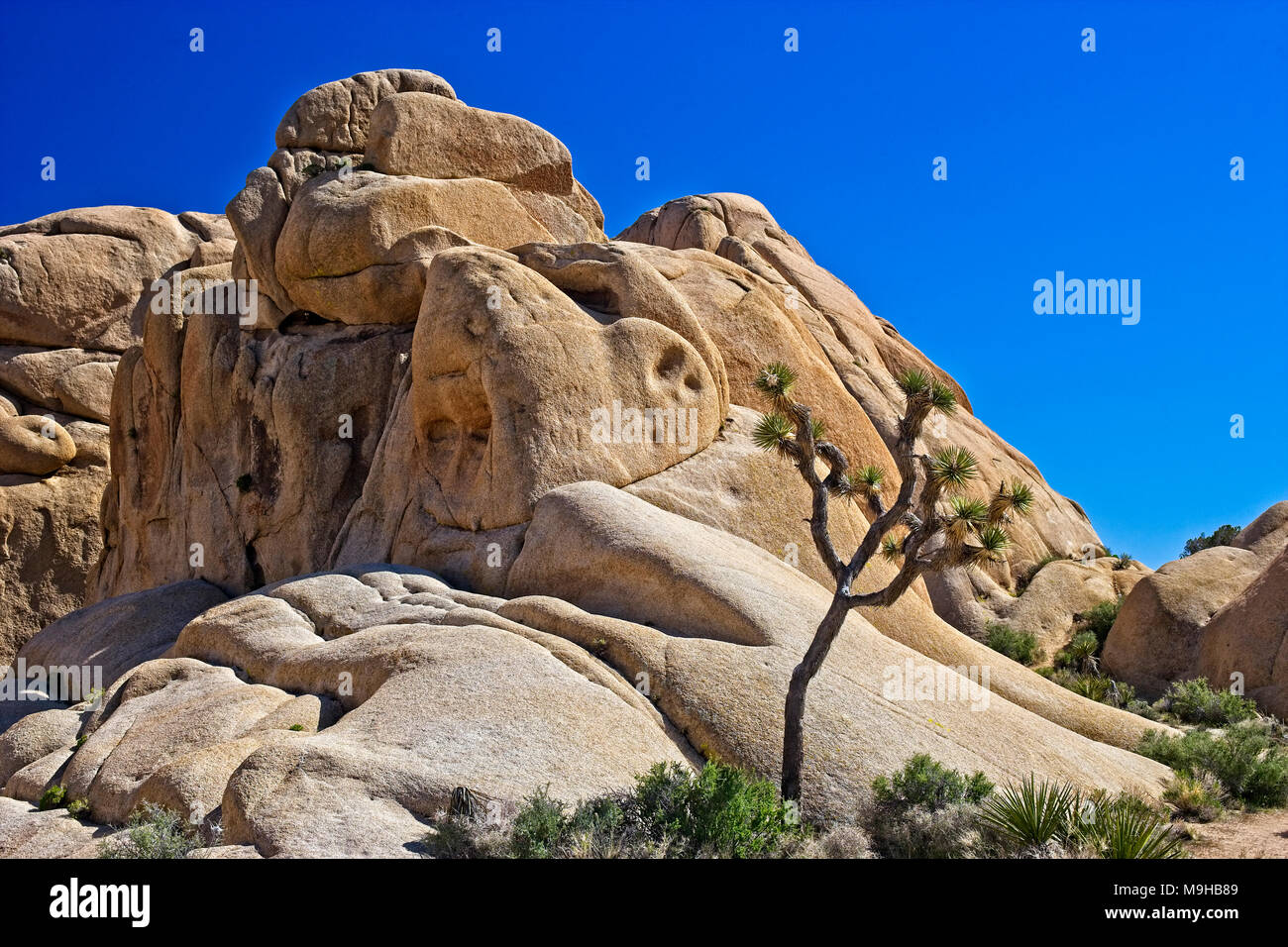 Single Joshua tree is dwarfed by the rock formations in Joshua tree national Park in Southern California’s Mojave Desert Stock Photo