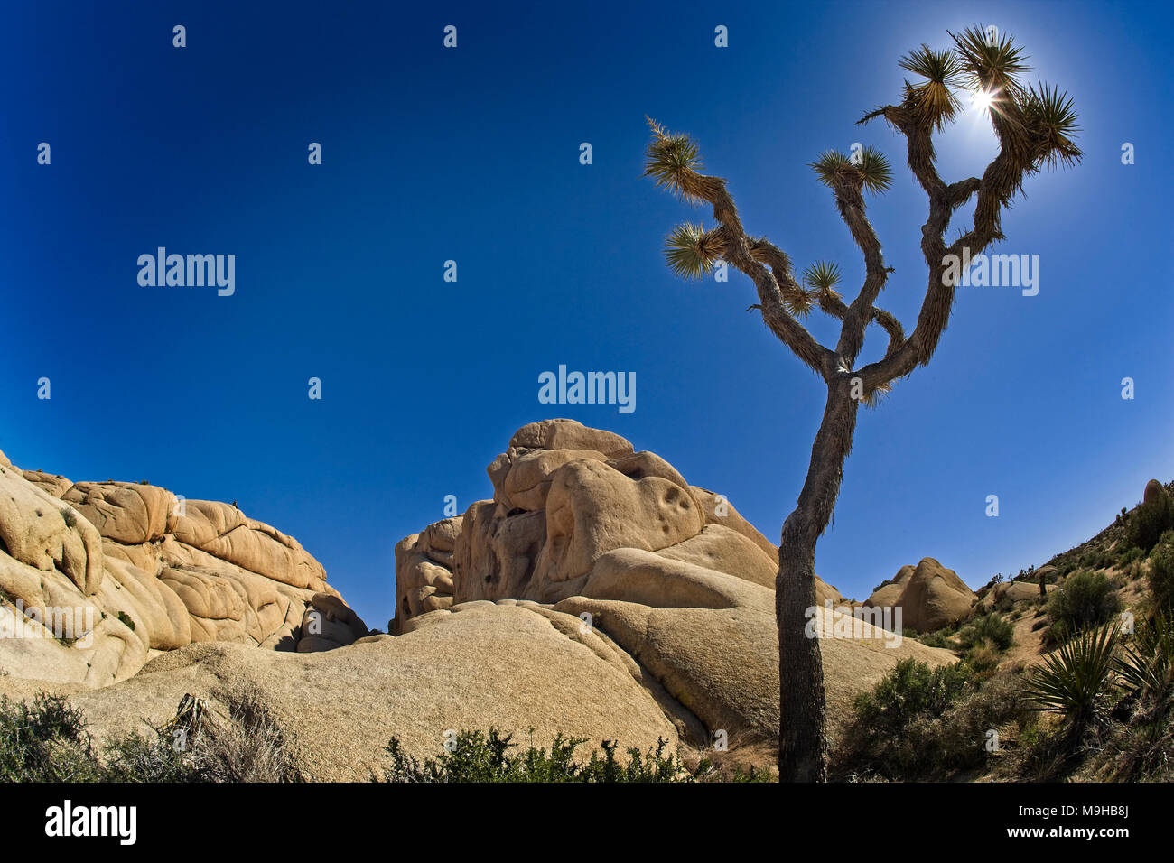 Single Joshua tree next to rock formations in Joshua Tree National Park in Southern California's Mojave Desert Stock Photo
