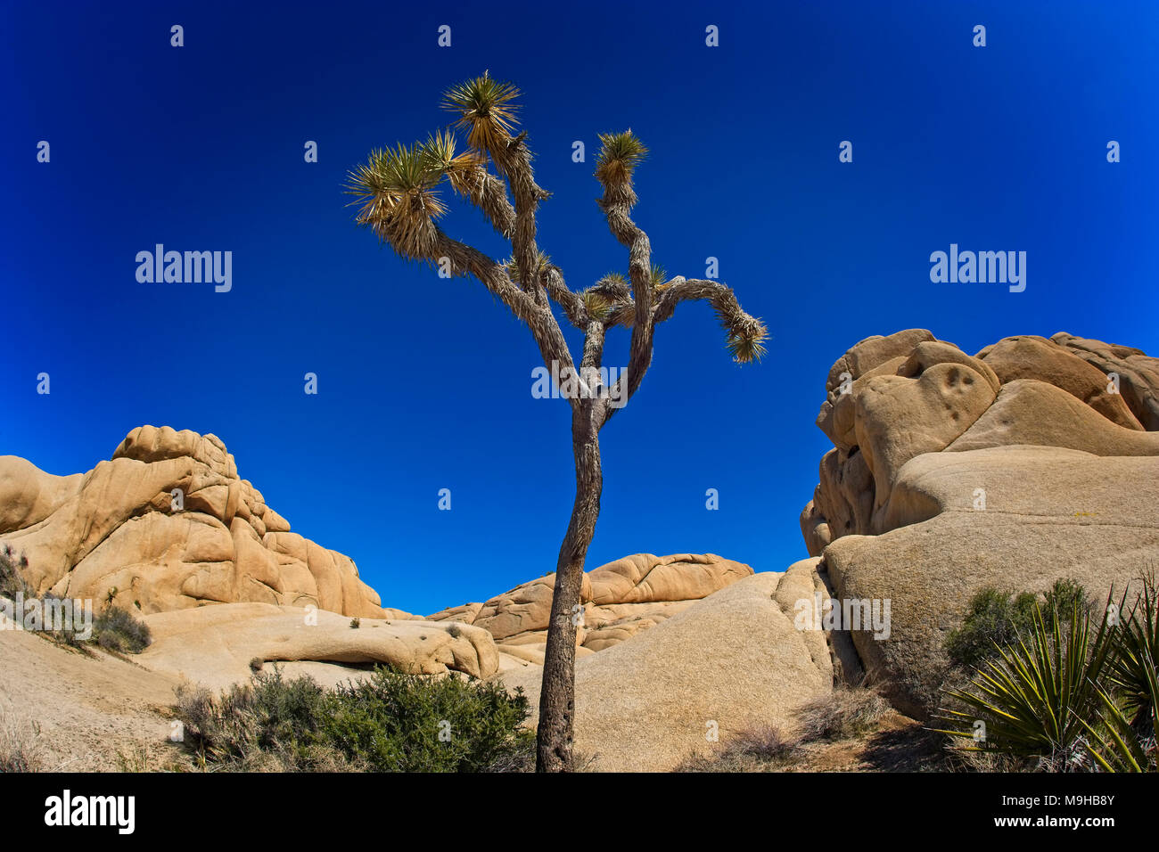 Single Joshua tree next to rock formations in Joshua Tree National Park in Southern California's Mojave Desert Stock Photo