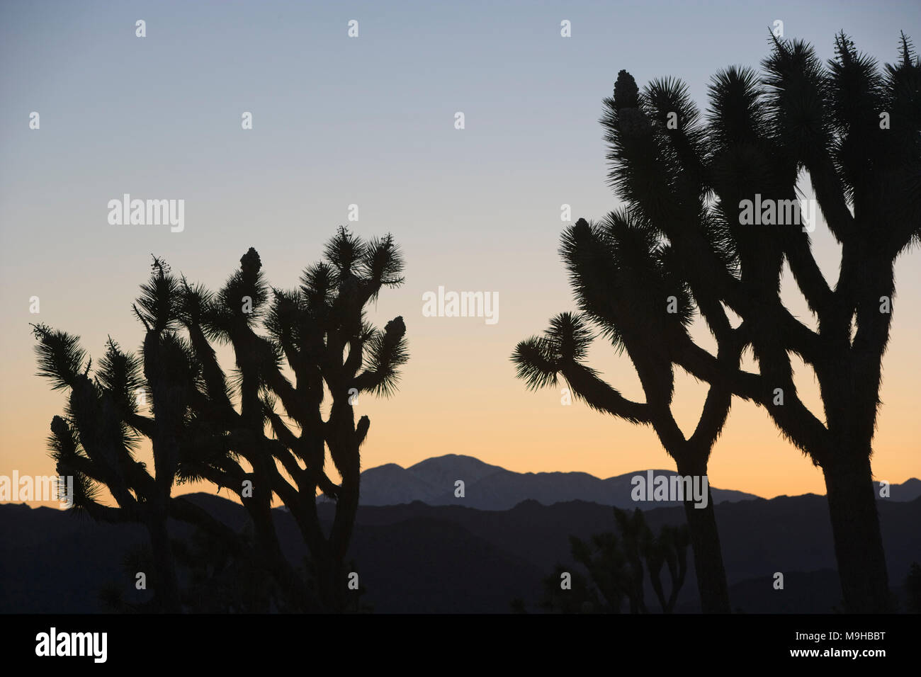 Sunset over the mountains in Joshua tree national Park in Southern California's Mojave desert with weirdly form Joshua trees in the foreground Stock Photo