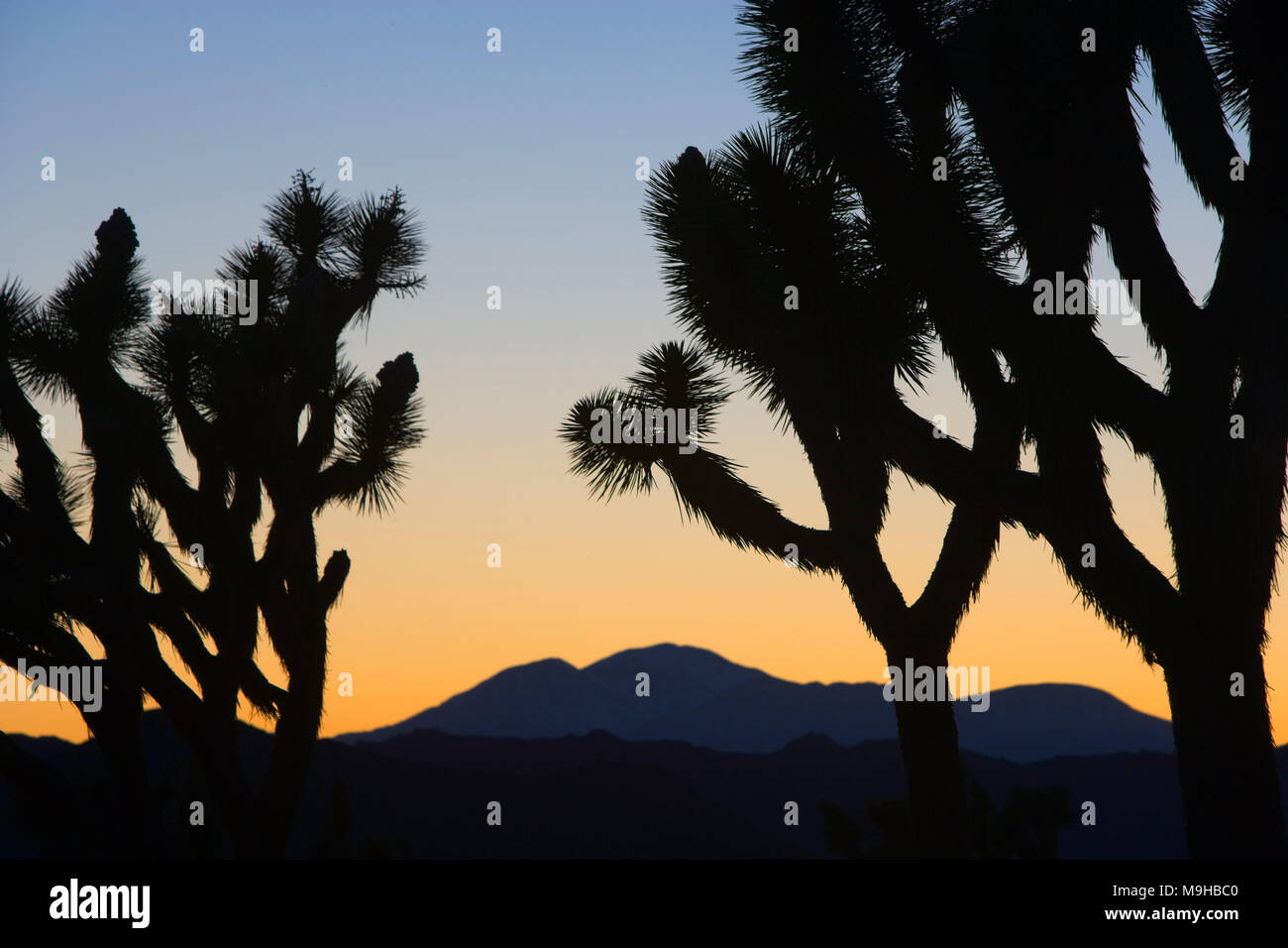 Sunset over the mountains in Joshua tree national Park in Southern California's Mojave desert Stock Photo