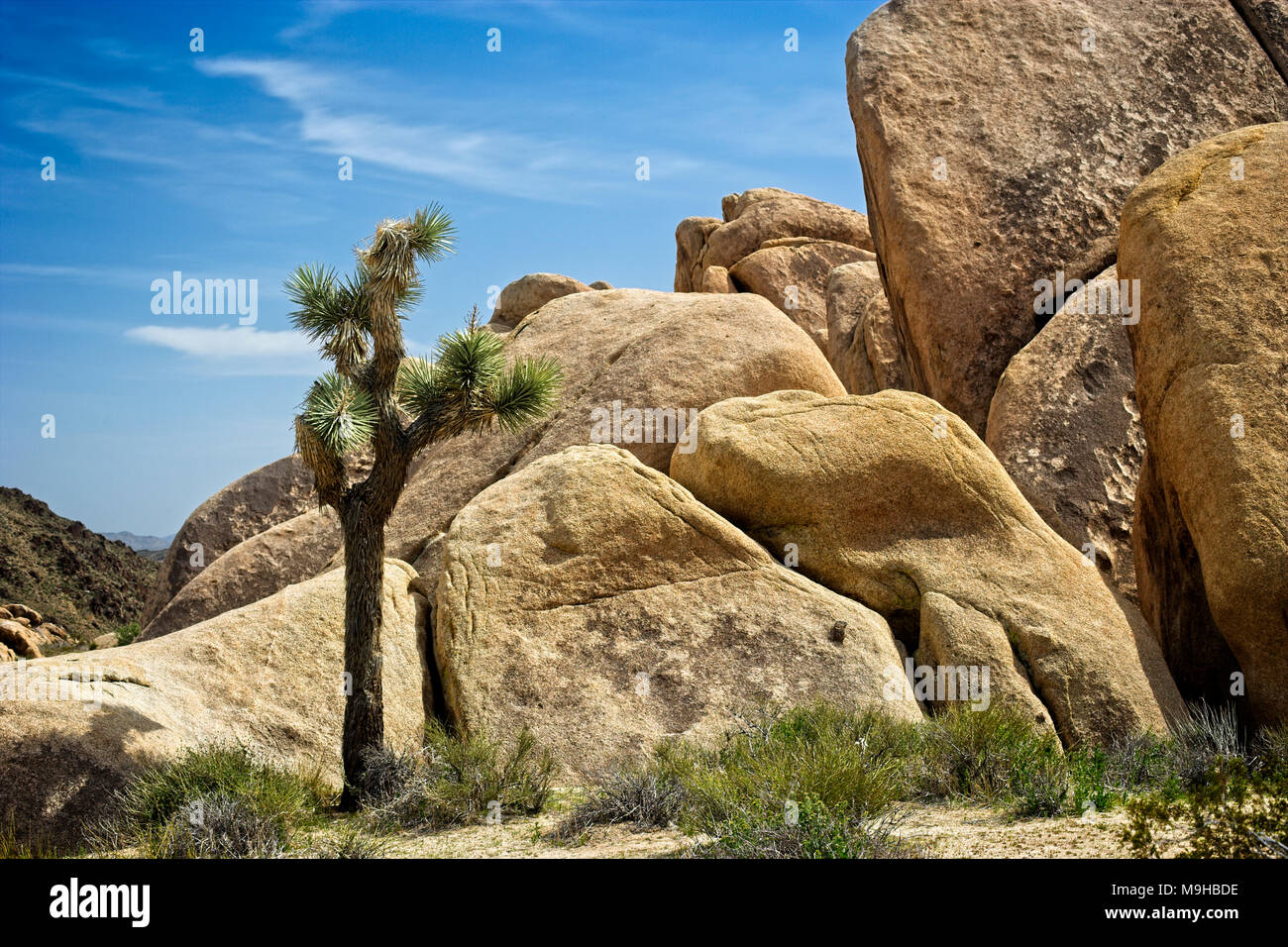 Single Joshua tree is dwarfed by the monzogranite rock formations in Joshua tree national Park in Southern California’s Mojave Desert Stock Photo