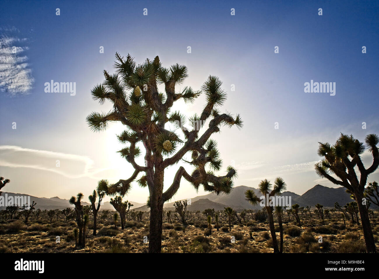 Single Joshua tree in the desert landscape found in Joshua Tree National Park in Southern California's Mojave Desert Stock Photo