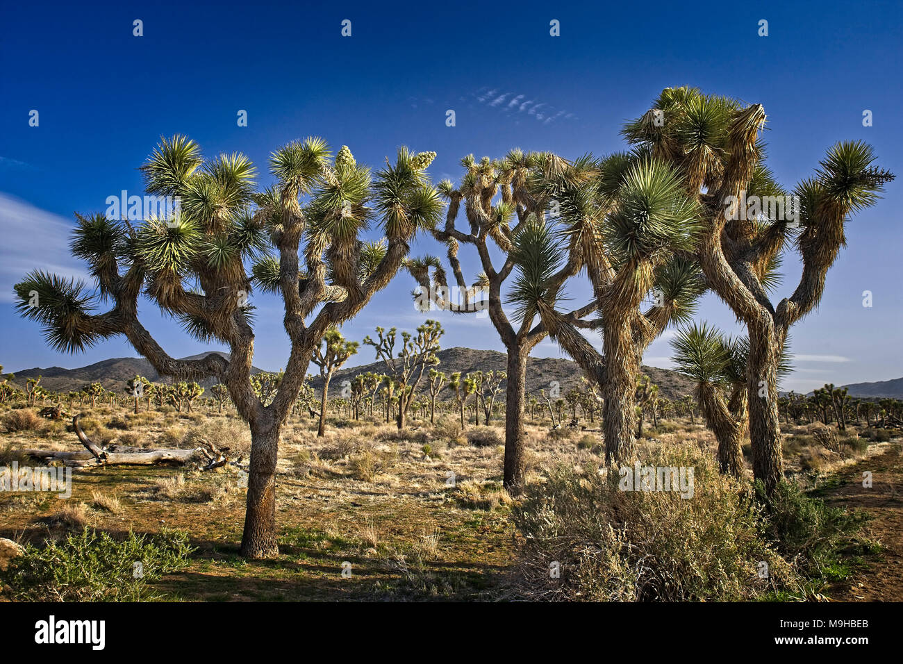 Joshua trees in the desert landscape found in Joshua Tree National Park in Southern California's Mojave Desert Stock Photo