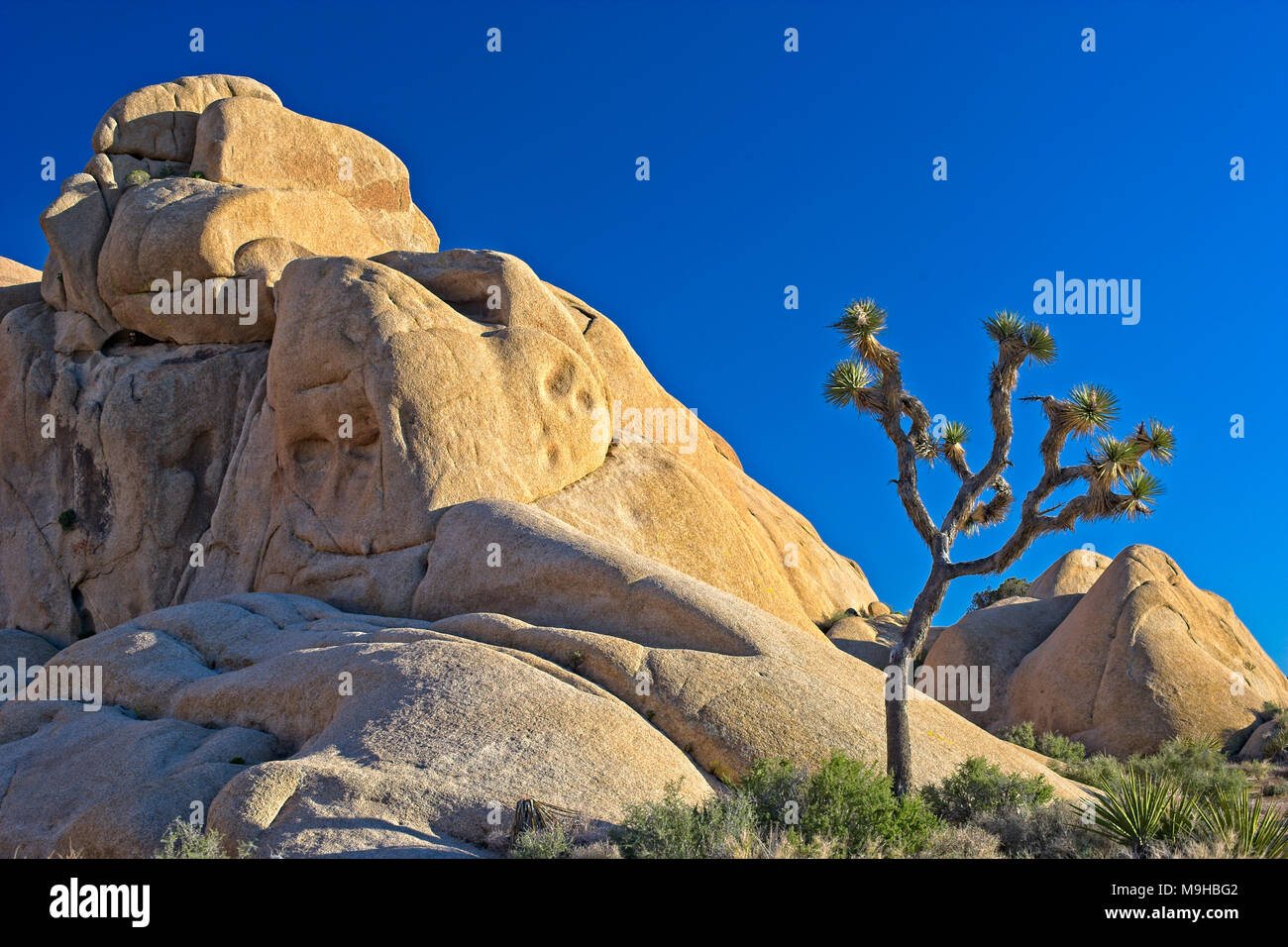 Single Joshua tree is dwarfed by the monzogranite rock formations in Joshua tree national Park in Southern California’s Mojave Desert Stock Photo