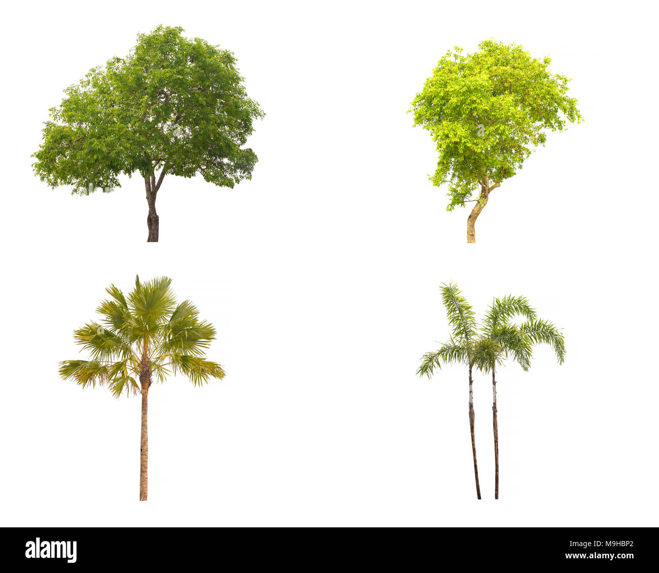 Tree isolated on white background. Collection of tree isolated Stock ...