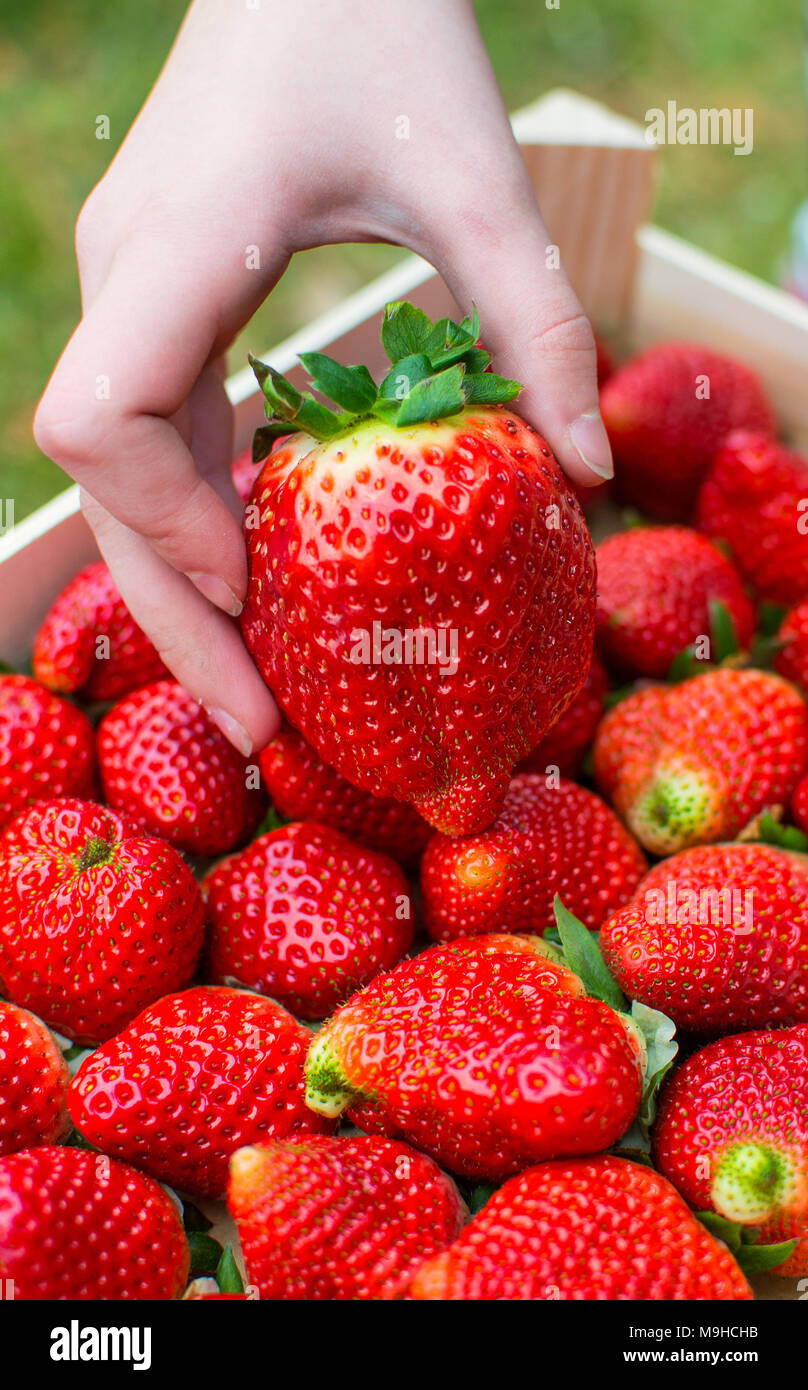 Big organic strawberries in the hands. Stock Photo