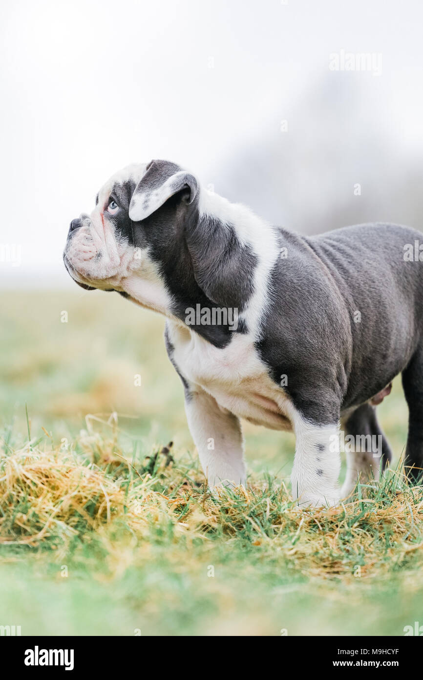 Blue English British Bulldog Puppy Out For A Walk In The Countryside Uk Stock Photo Alamy