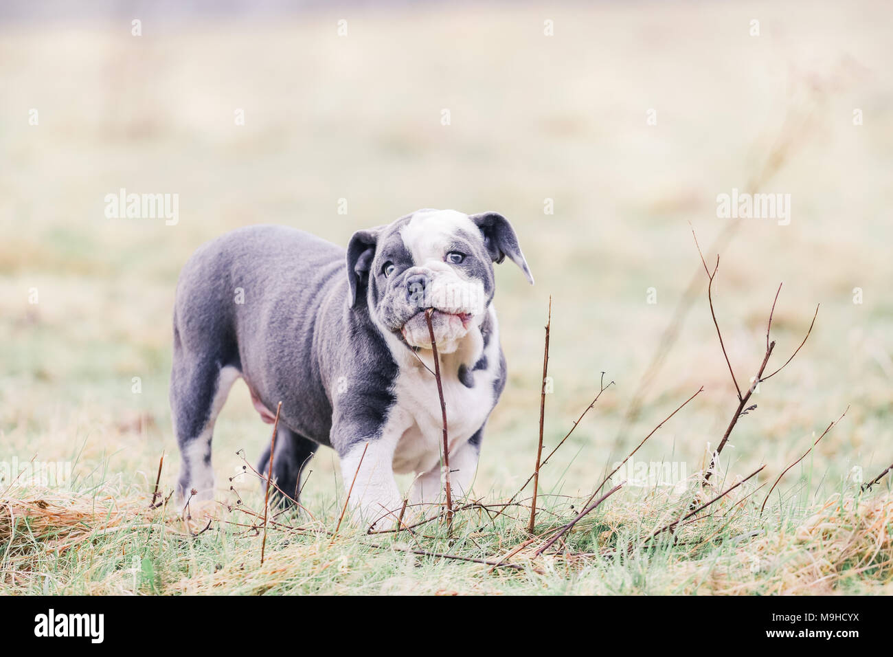 Blue English / British Bulldog puppy out for a walk in the countryside, UK Stock Photo