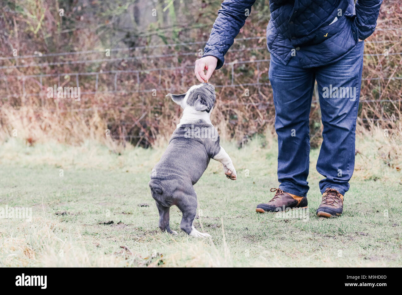 Blue English / British Bulldog puppy out for a walk in the countryside, UK Stock Photo