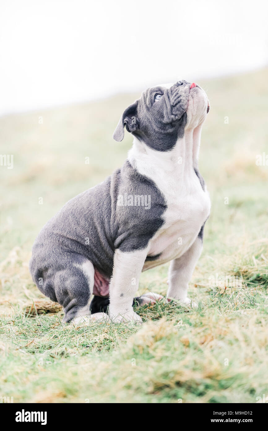 Blue English British Bulldog Puppy Out For A Walk In The Countryside Uk Stock Photo Alamy