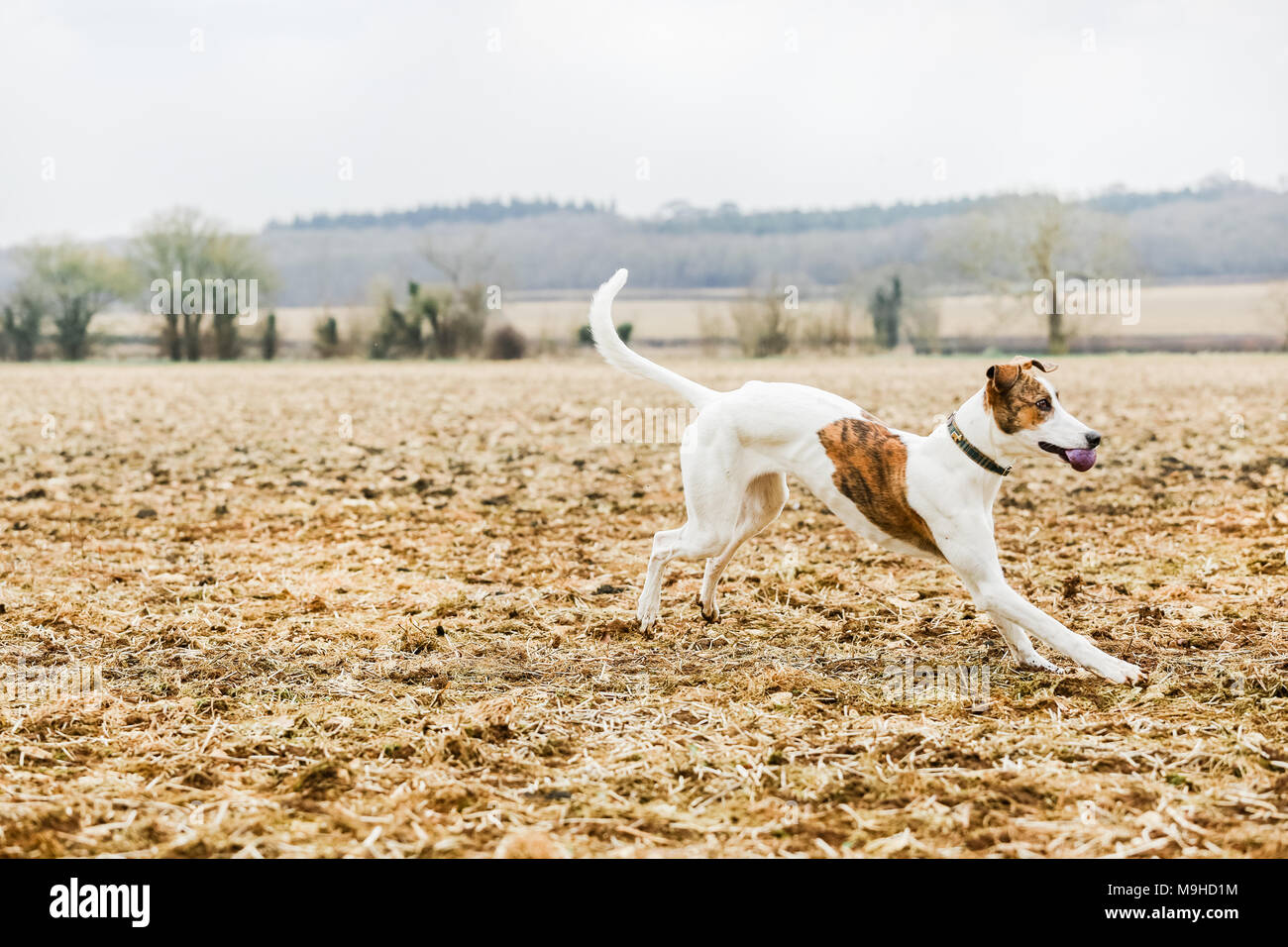 Lurcher dog out on a walk in the countryside, UK Stock Photo Alamy