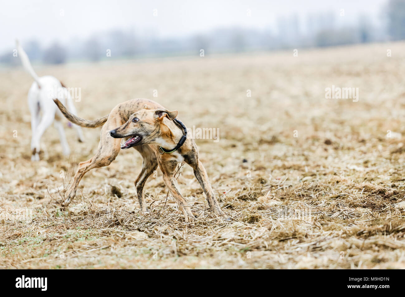 do lurchers need to be muzzled